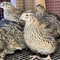 Live Quail Birds