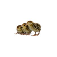 Quail Chicks