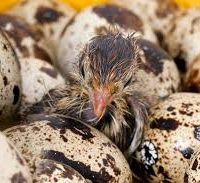 Hatching Quail Eggs