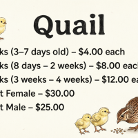 QuailChicks