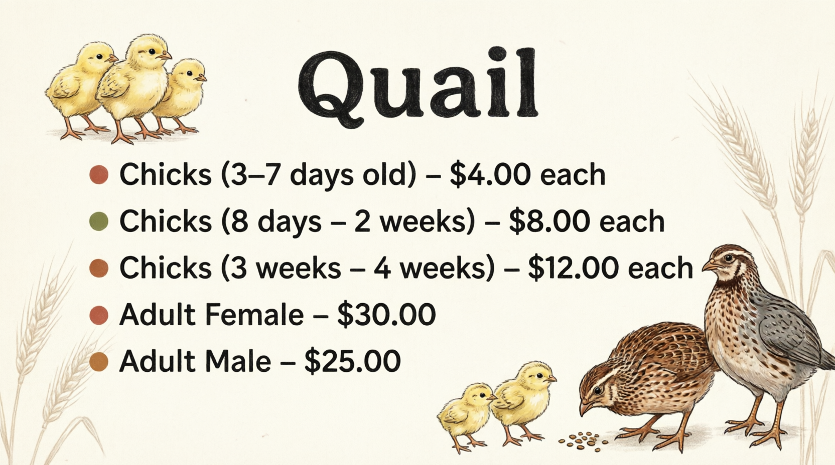 QuailChicks